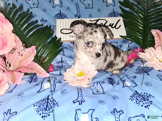 Chihuahua dogs for sale: Junior - Ad 1