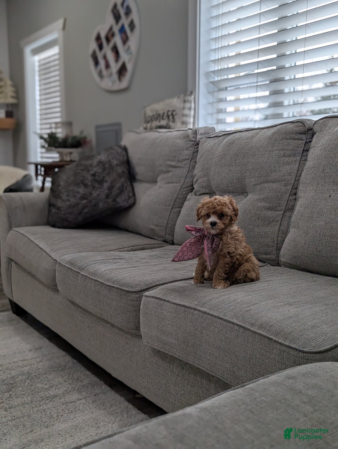 Toy Poodle dogs for sale: Wendy  - Ad 6