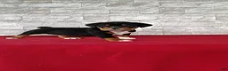 Beabull dogs for sale: Raiden - Ad 6