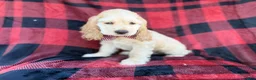 Cocker Spaniel dogs for sale: Tonka - Ad 2
