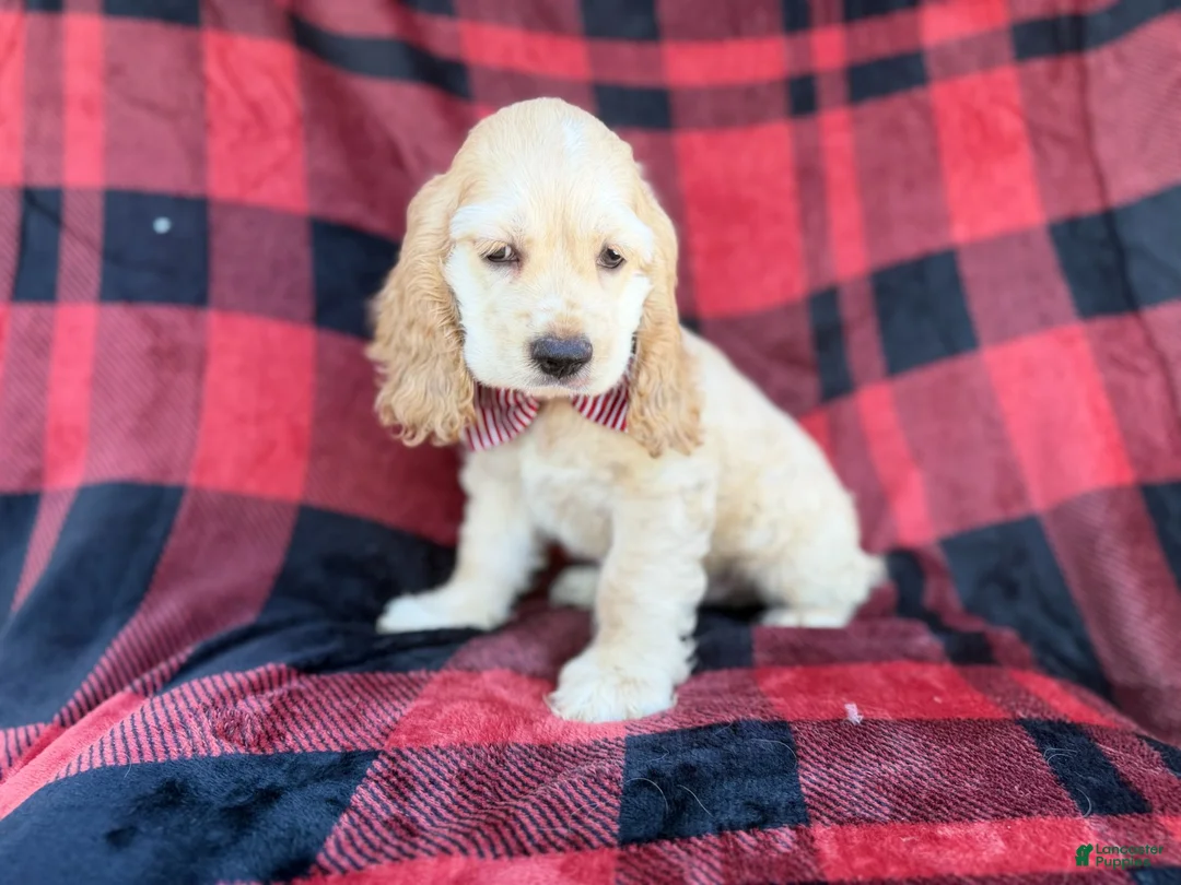 Cocker Spaniel dogs for sale: Tonka - Ad 2