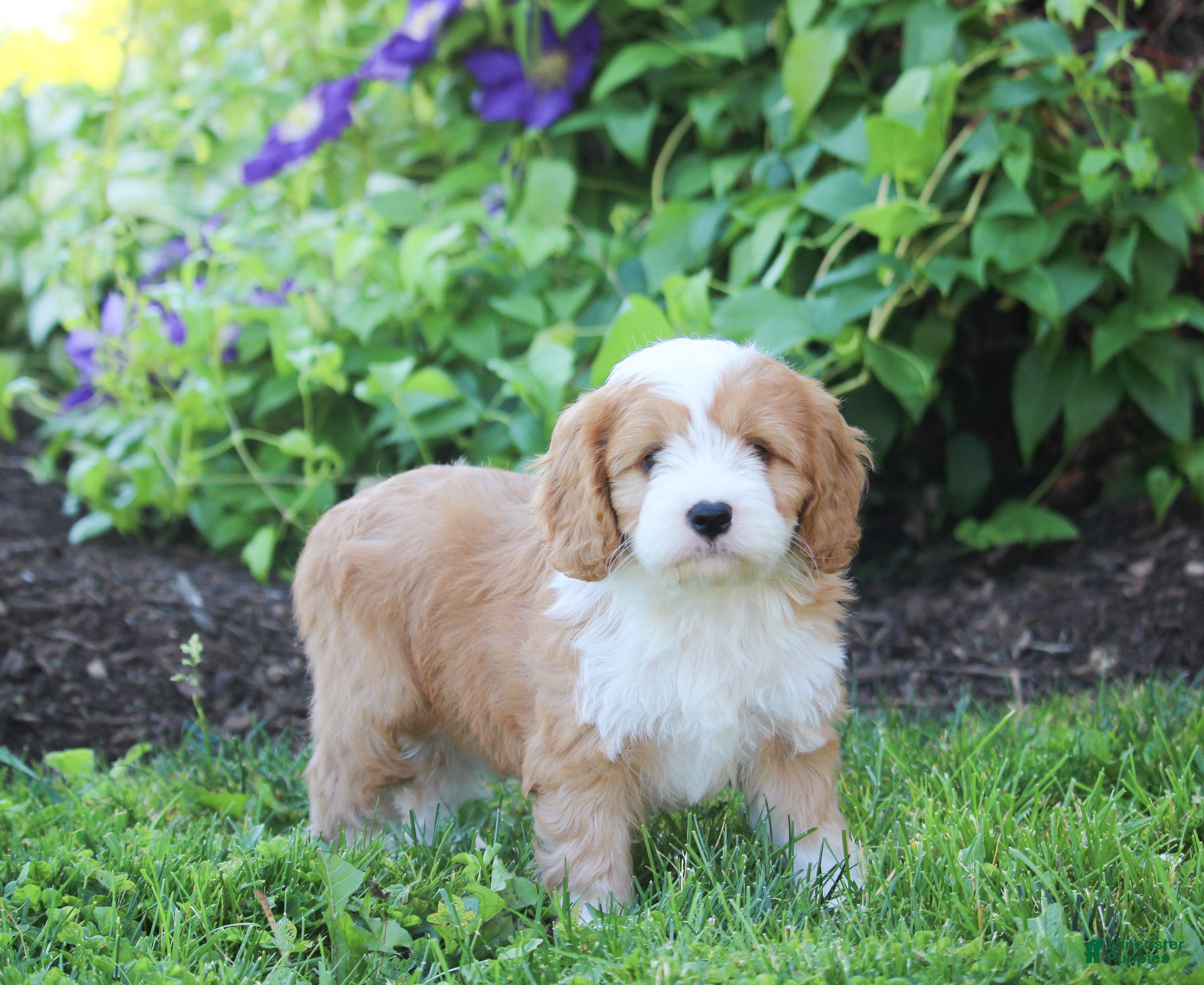 Cavapoo dogs Bonnie - Ad 1