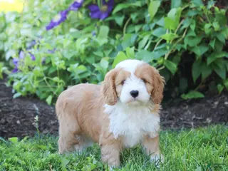 Cavapoo dogs for sale: Bonnie - Ad 1