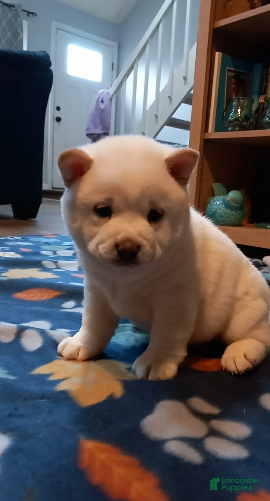 Shiba Inu dogs for sale: Luna Shiba Inu - Ad 2