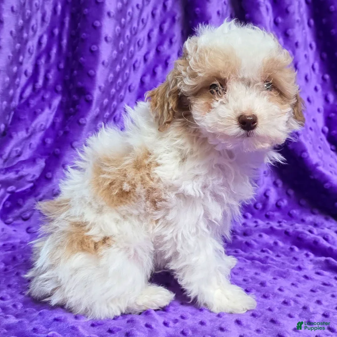 Standard Poodle dogs for sale: Elvis - Ad 3