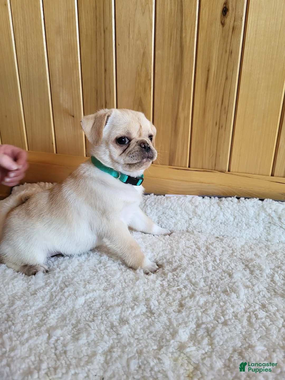 Pug dogs for sale: Bailey - Ad 2