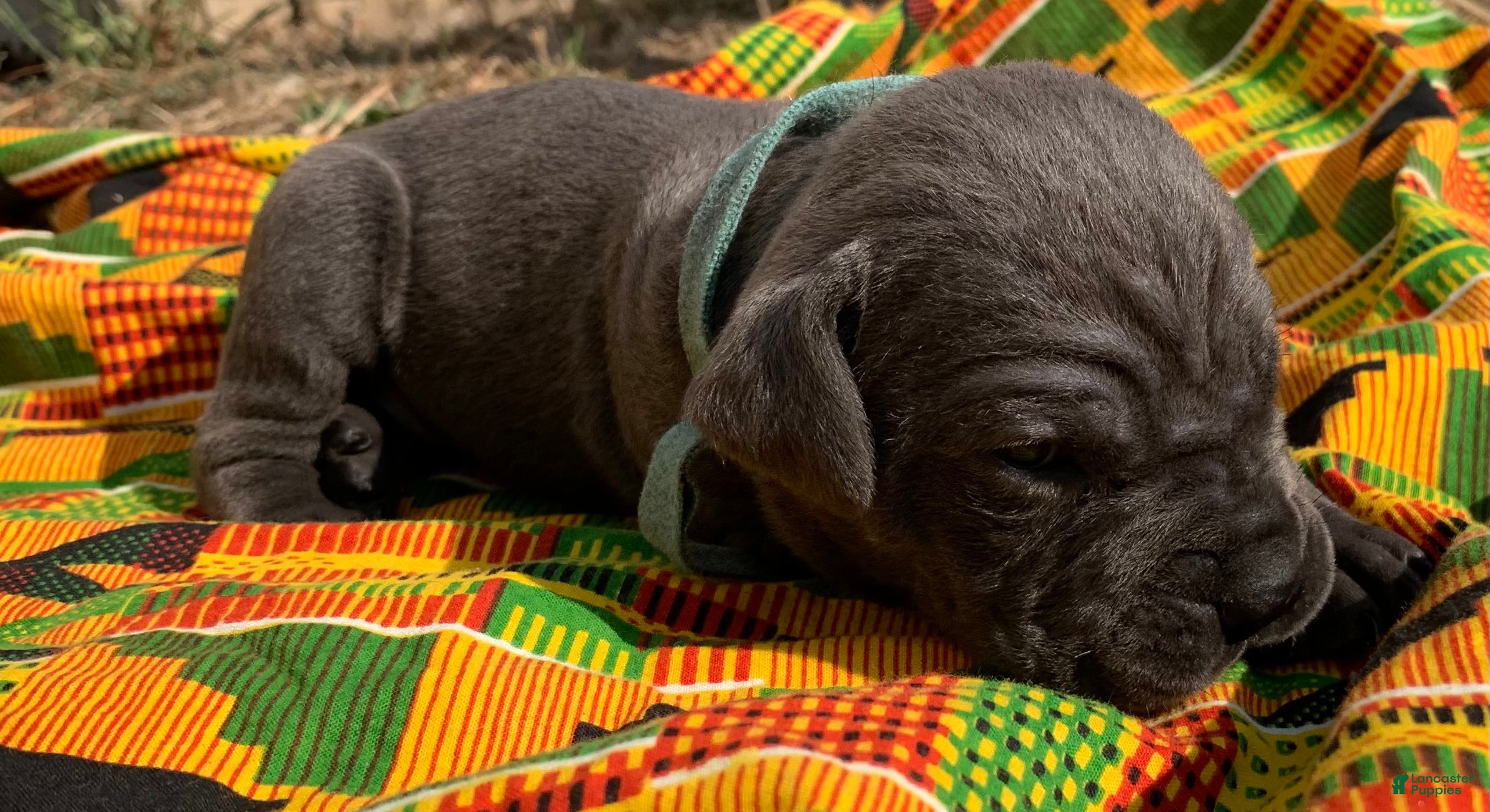 Cane Corso dogs Cane Corso Puppy 2 - Ad 41