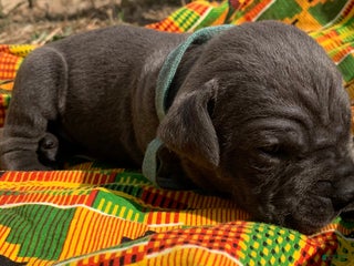 Cane Corso dogs Cane Corso Puppy 2 - Ad 4