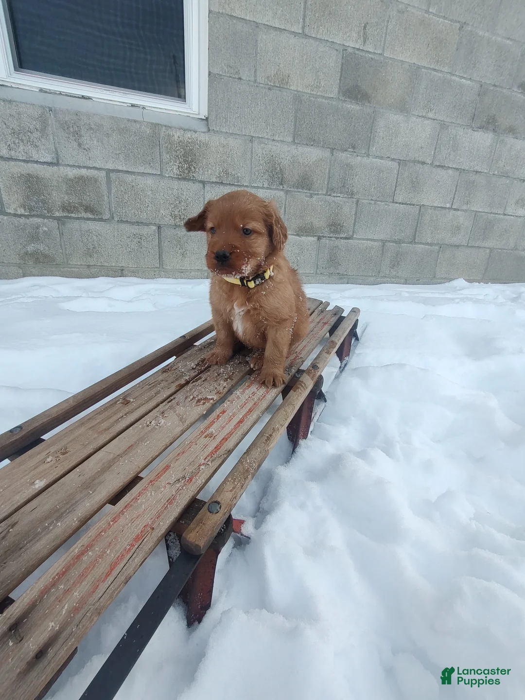 Mixed Breed dogs for sale: Jace - Ad 3