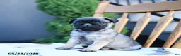 Pug dogs for sale: Lake  - Ad 4
