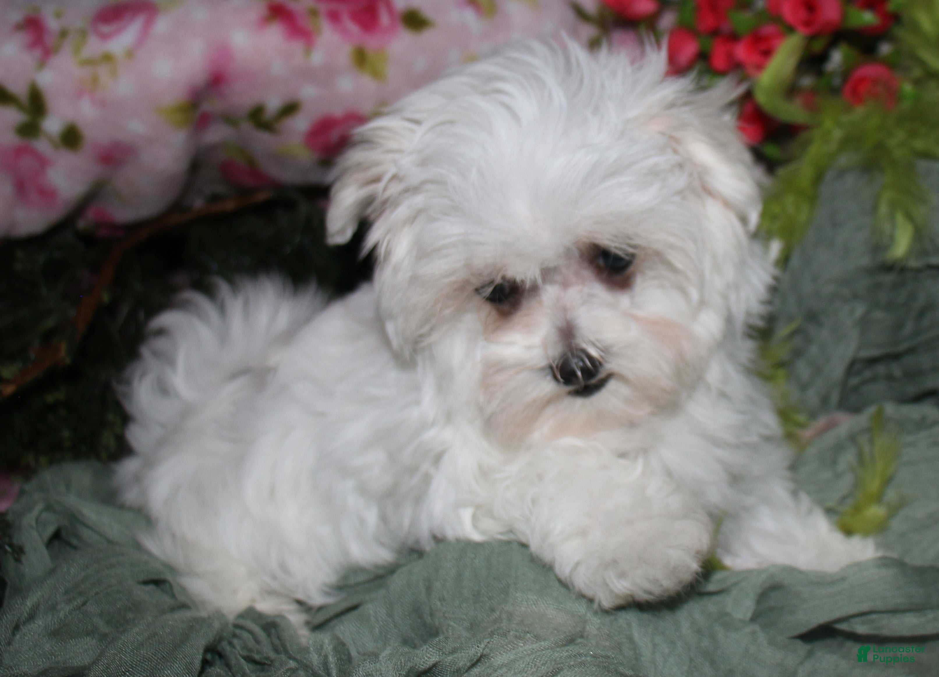 Maltese dogs Fannie - Ad 2
