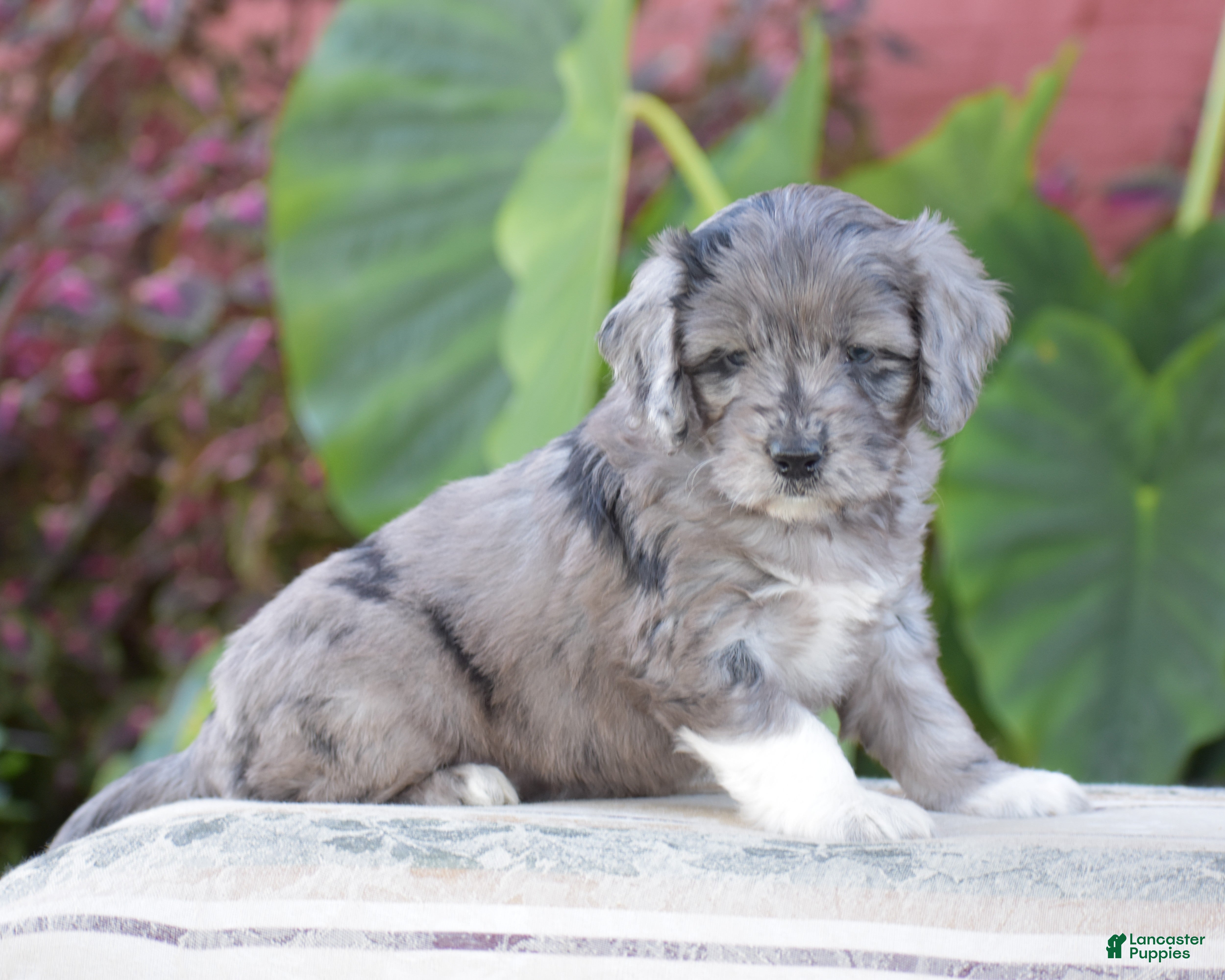 Harmony (Doodle / designer cross, Female) in Danville, PA