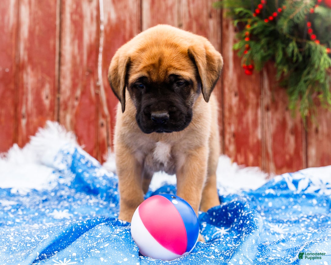 English Mastiff dogs for sale: Mr Putter - Ad 7