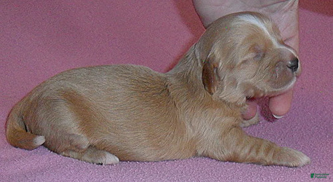 Shihpoo dogs for sale: Punkin - Ad 5