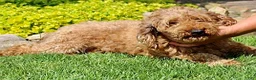Mixed Breed dogs for sale: Bella - Ad 5