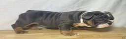 English Bulldog dogs for sale: Ranger - Ad 4