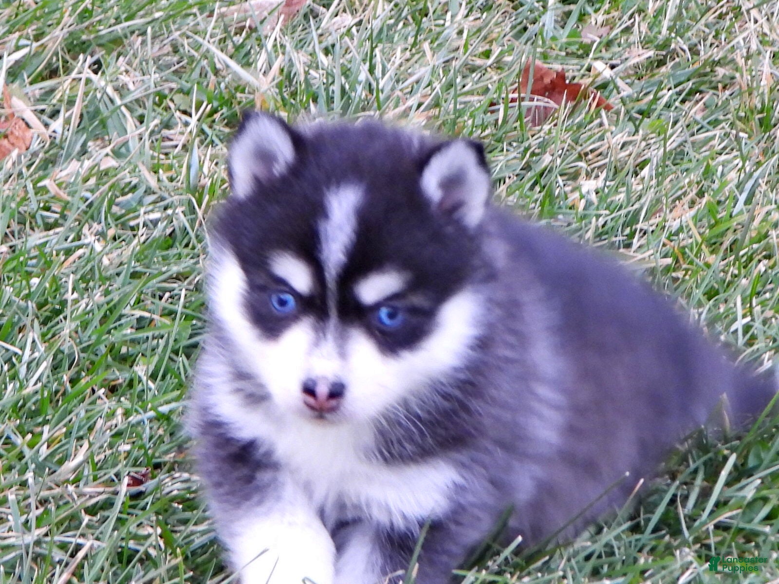 Pomsky dogs Melisa - Ad 1