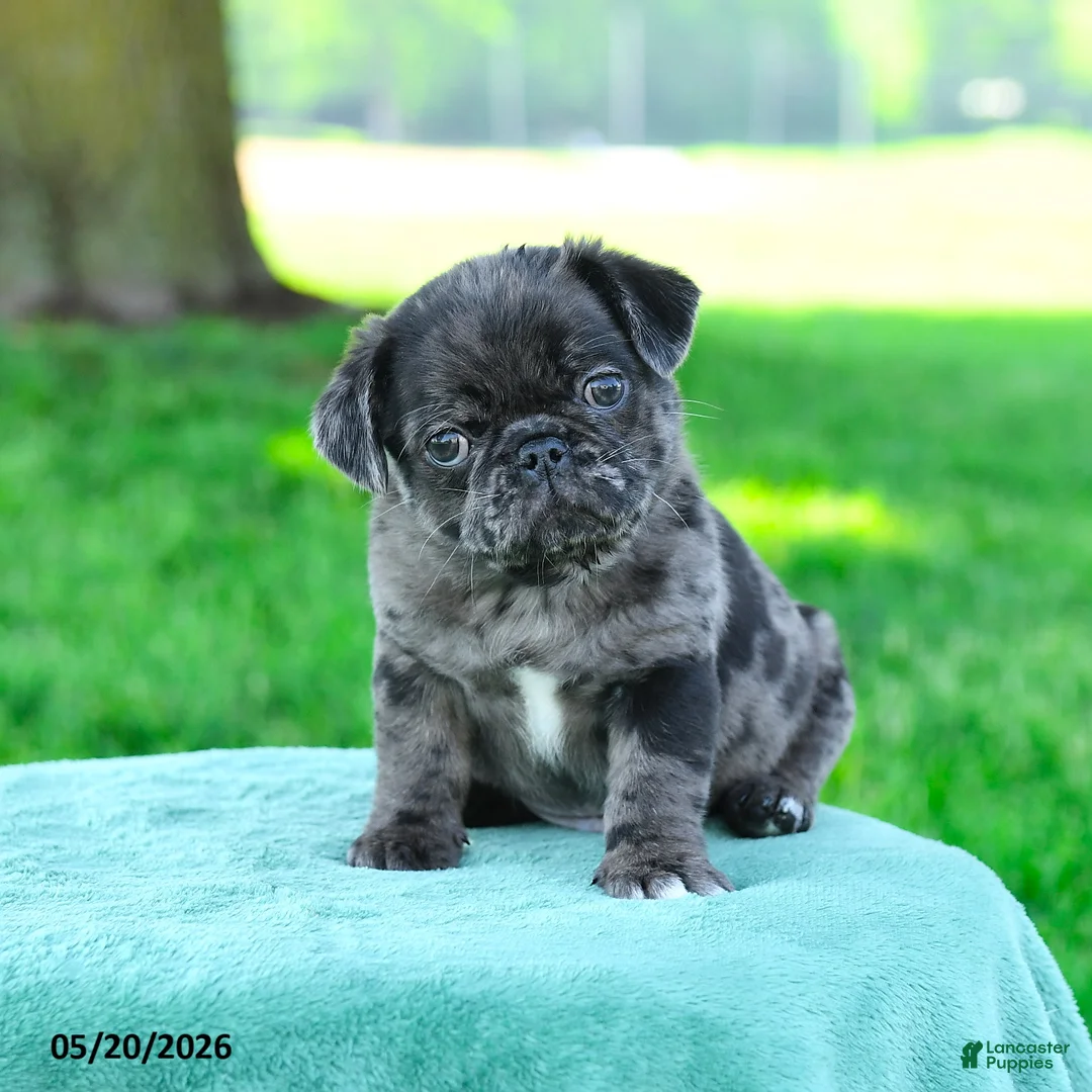 Pug dogs for sale: Aaron - Ad 3