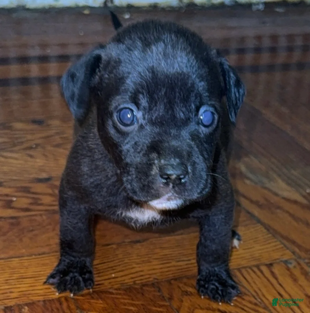 Mixed Breed dogs for sale: Mixed Breed 5 - Ad 2