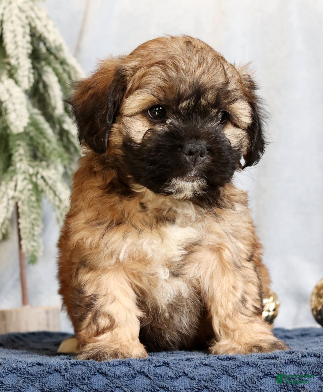 Mixed Breed dogs for sale: Jessica - Ad 2