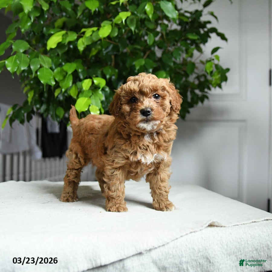Miniature Poodle dogs Jane - Ad 1