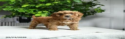 Miniature Poodle dogs for sale: Jane - Ad 1