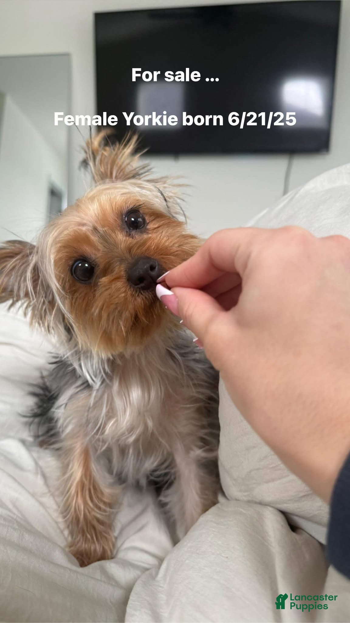 Yorkshire Terrier dogs Yorkshire Terrier Puppy 1 - Ad 1