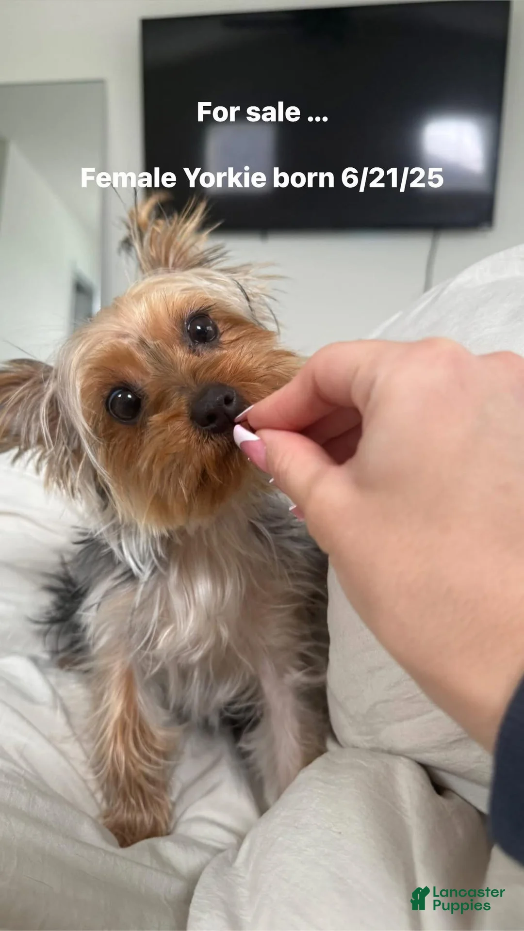 Yorkshire Terrier dogs for sale: Yorkshire Terrier Puppy 1 - Ad 1