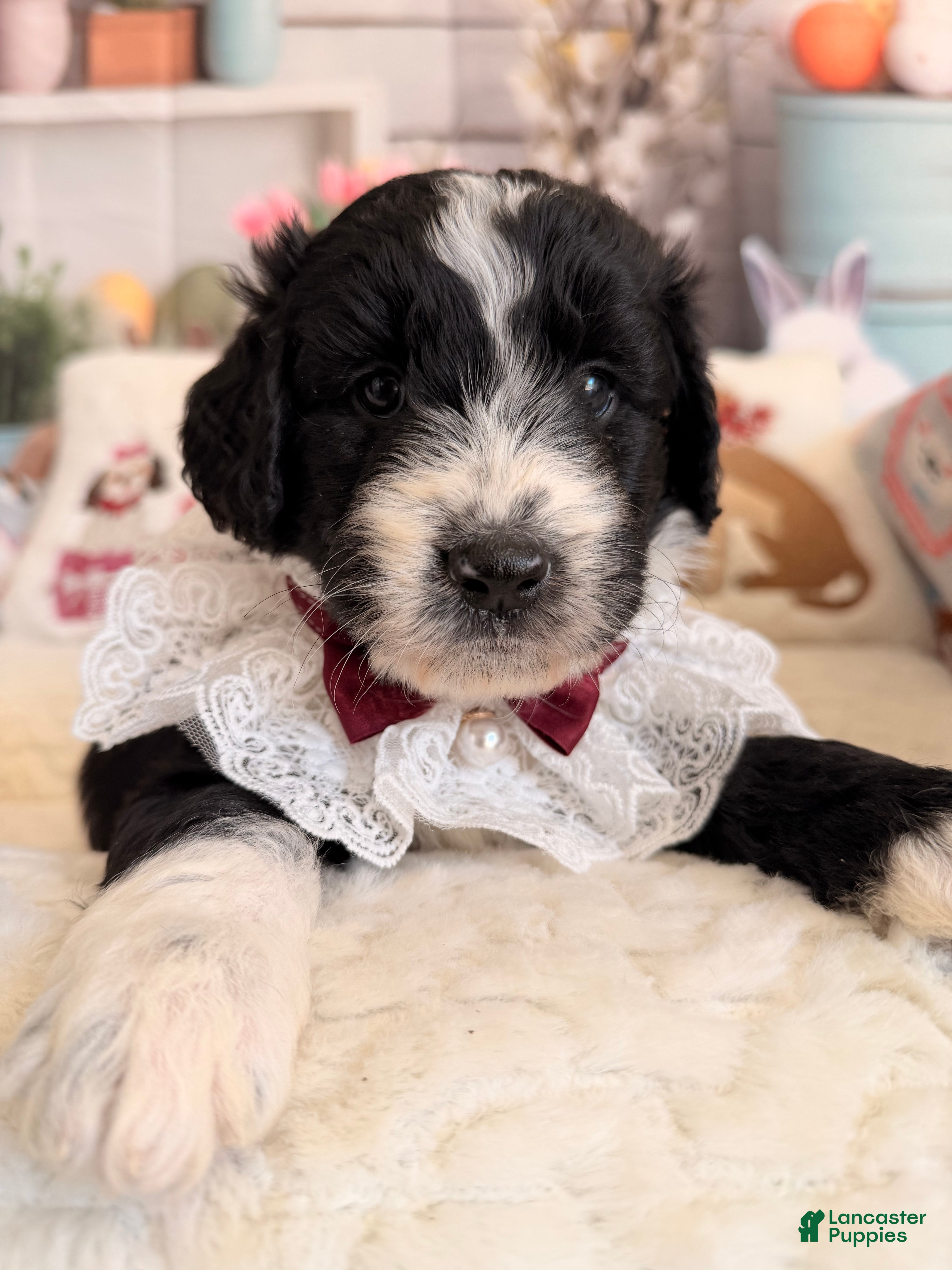 Aussiedoodle dogs Midnight - Ad 1