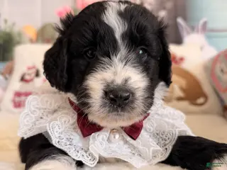 Aussiedoodle dogs for sale: Midnight - Ad 2