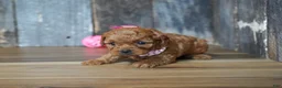 Cavapoo dogs for sale: Princess - Ad 1