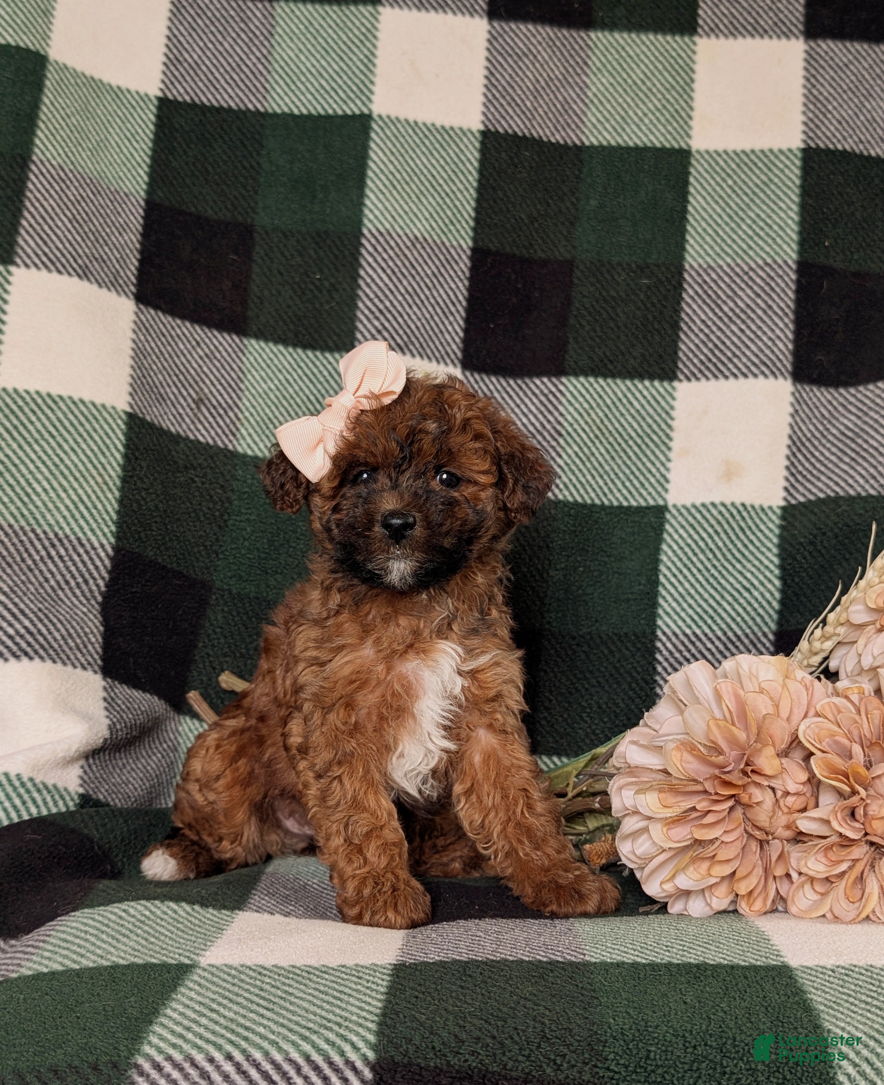 Lhasapoo dogs Chanelle Hypoallergenic - Ad 2