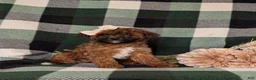 Lhasapoo dogs for sale: Chanelle Hypoallergenic - Ad 2