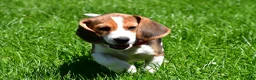 Beagle dogs for sale: Bruno - Ad 6