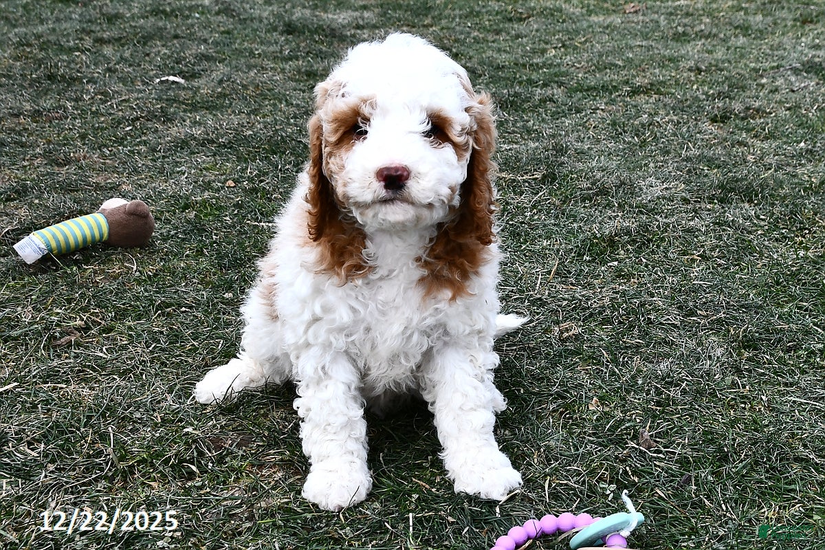 Mini Goldendoodle dogs Crystal - Ad 8