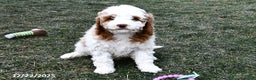 Mini Goldendoodle dogs for sale: Crystal - Ad 1