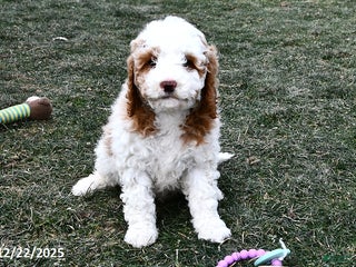 Mini Goldendoodle dogs Crystal - Ad 8