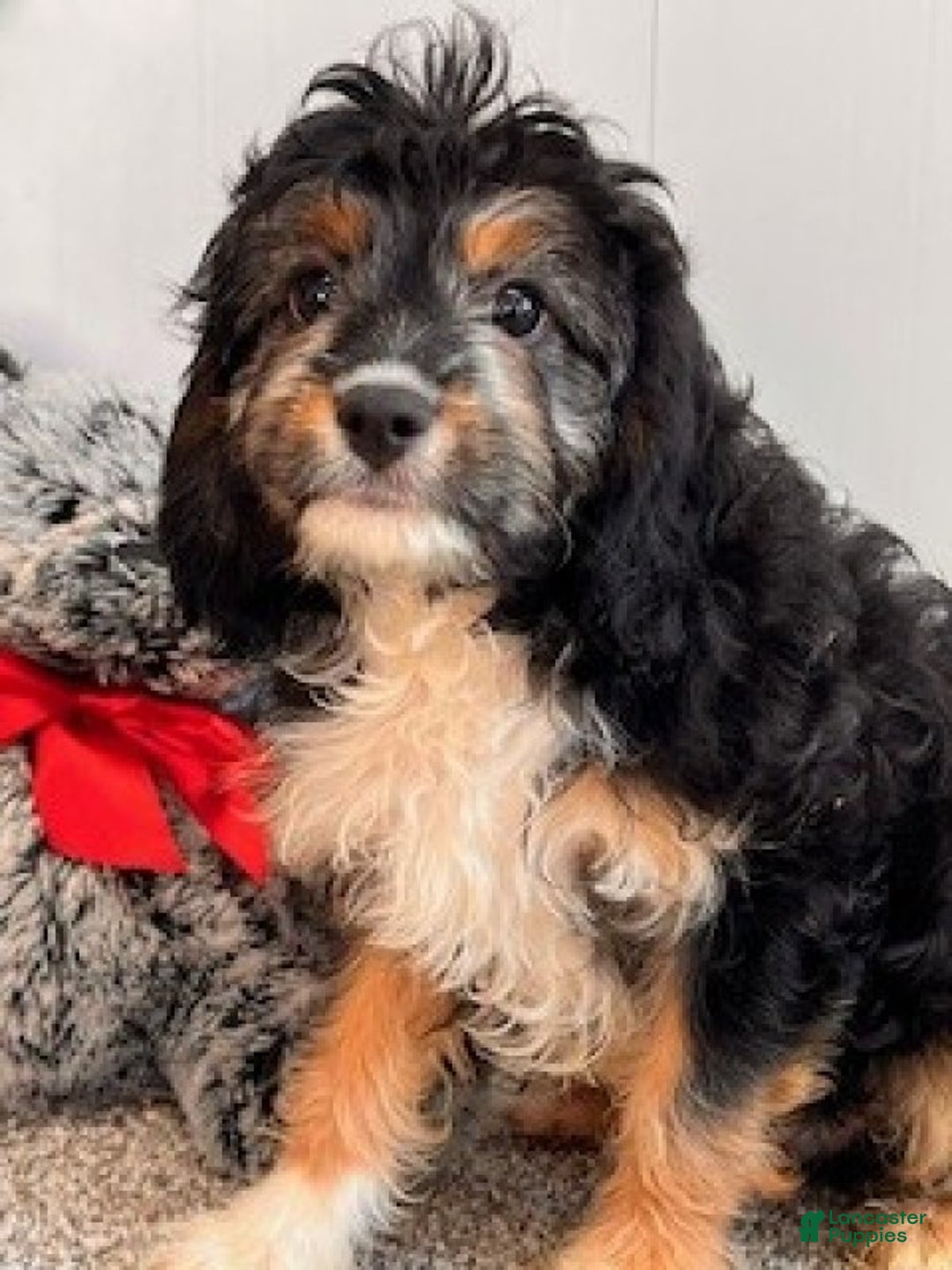 Cavapoo dogs for sale: Alvin - Ad 6