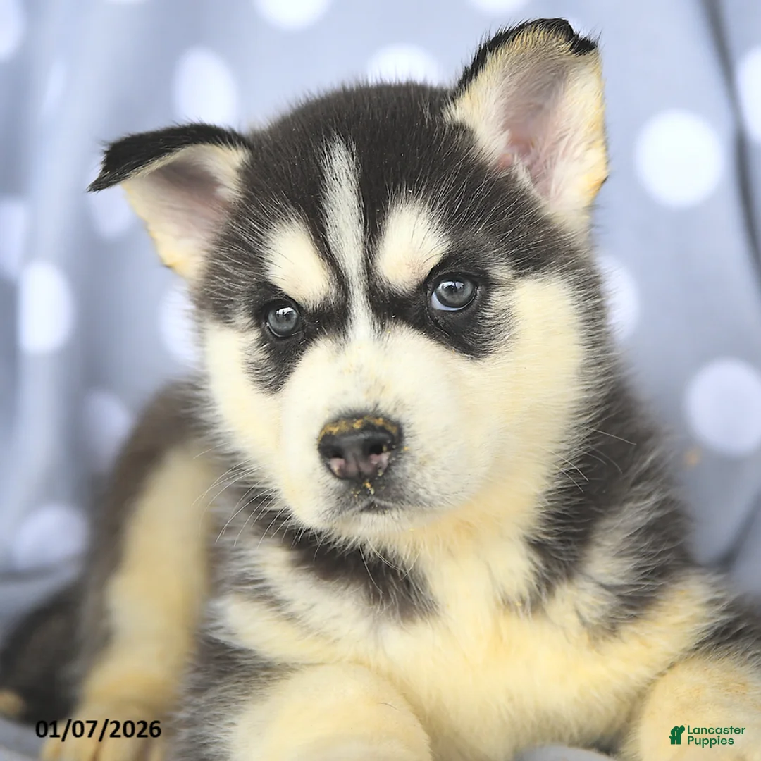 Siberian Husky dogs for sale: Blaze - Ad 4