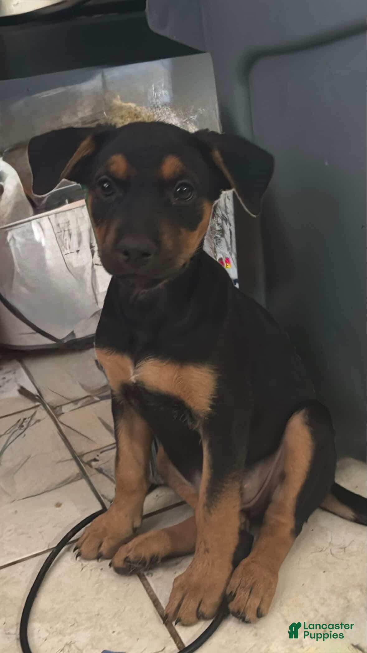 Mixed Breed dogs Luna - Ad 18