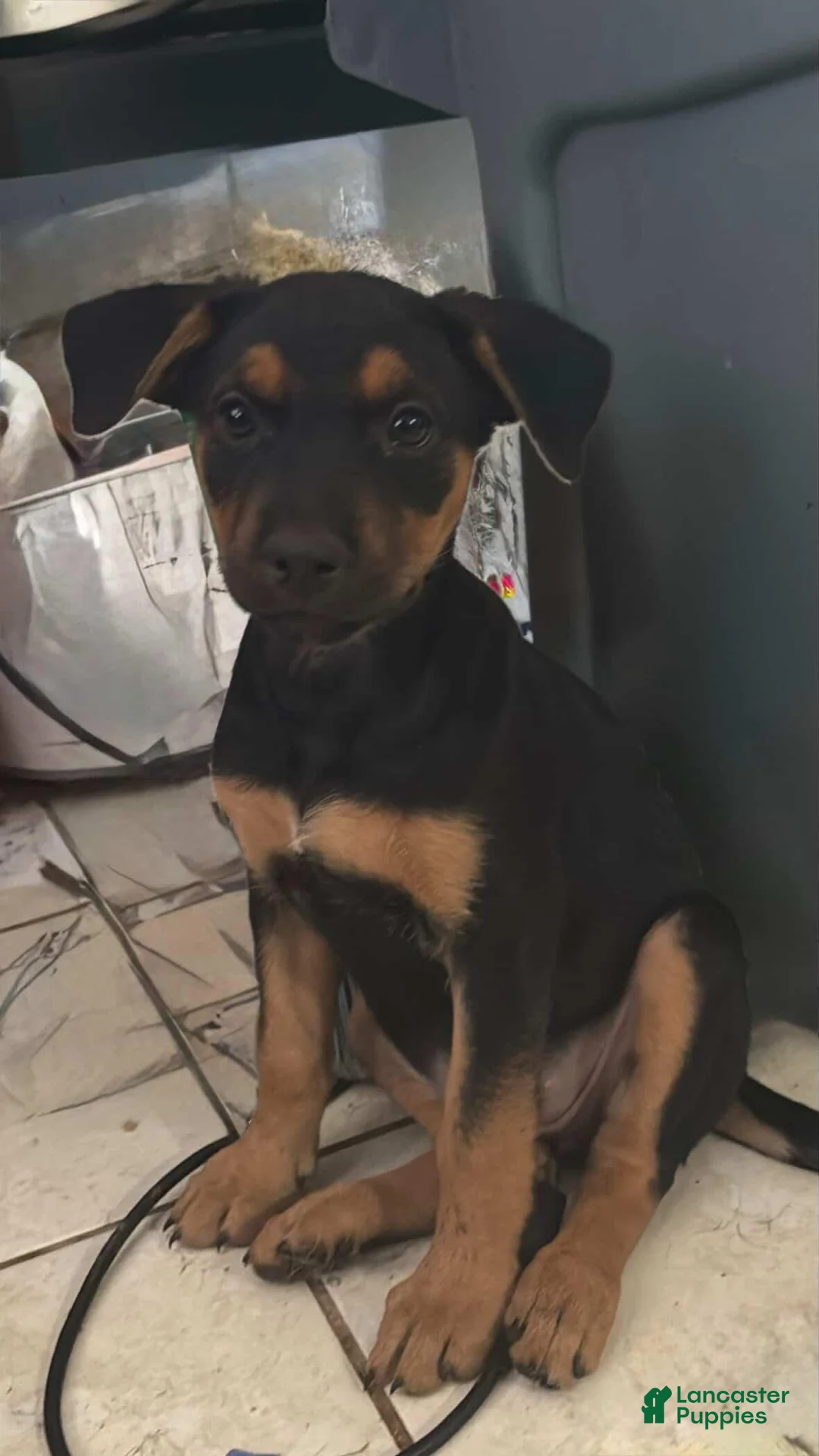 Mixed Breed dogs for sale: Luna - Ad 1