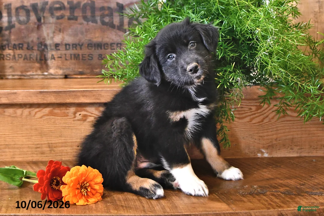 Australian Shepherd dogs for sale: Richie - Ad 1