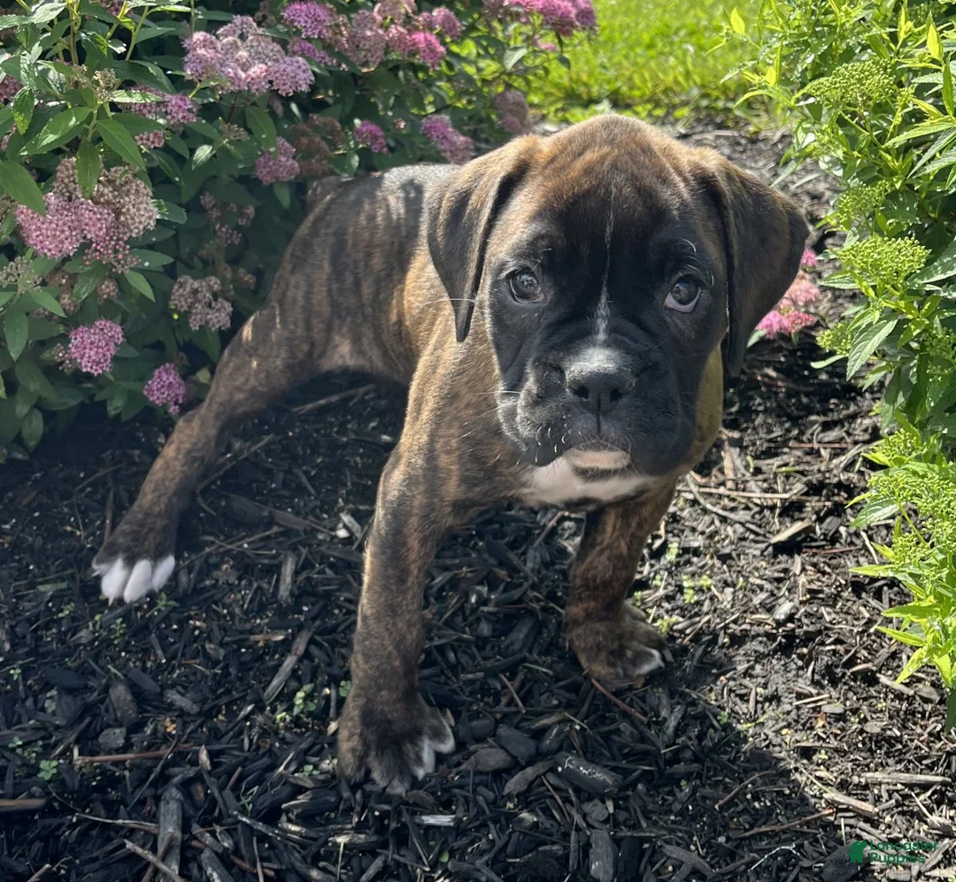 Boxer dogs for sale: Roxie - Ad 4
