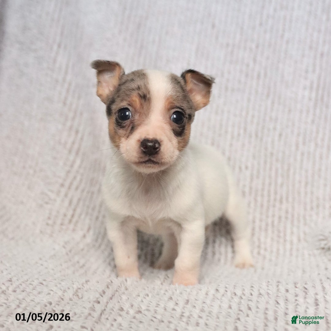 Mixed Breed dogs for sale: Scout - Ad 3