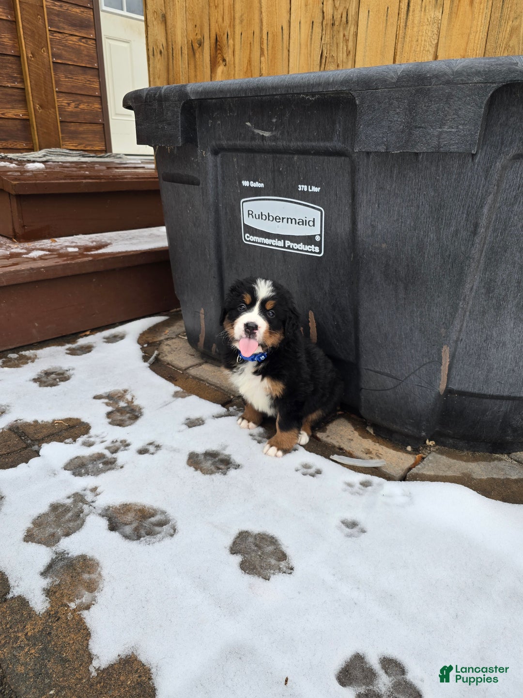 Bernese Mountain Dog dogs for sale: Blue - Ad 5