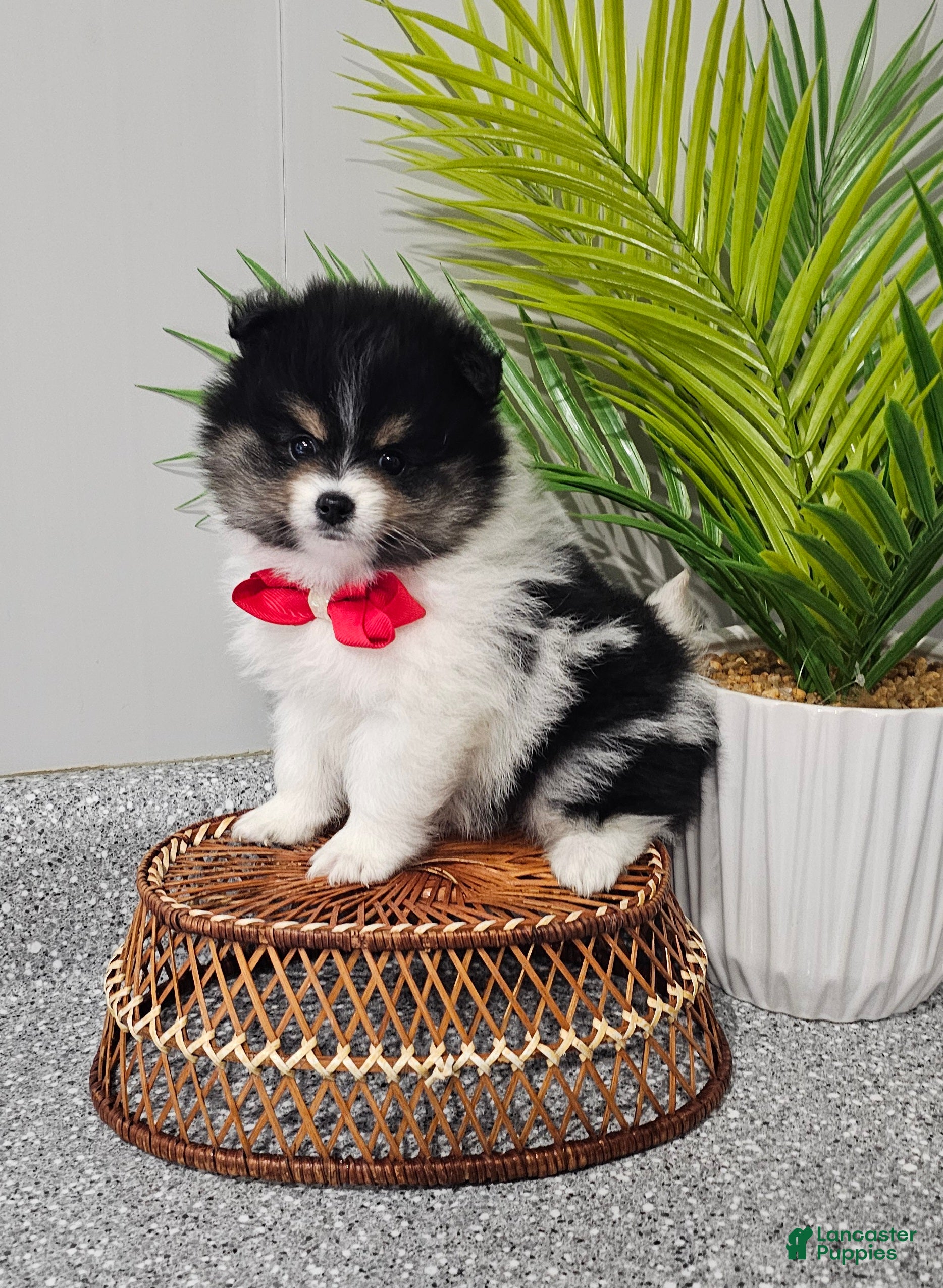 Pomeranian dogs Riggs - Ad 14