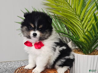 Pomeranian dogs Riggs - Ad 14