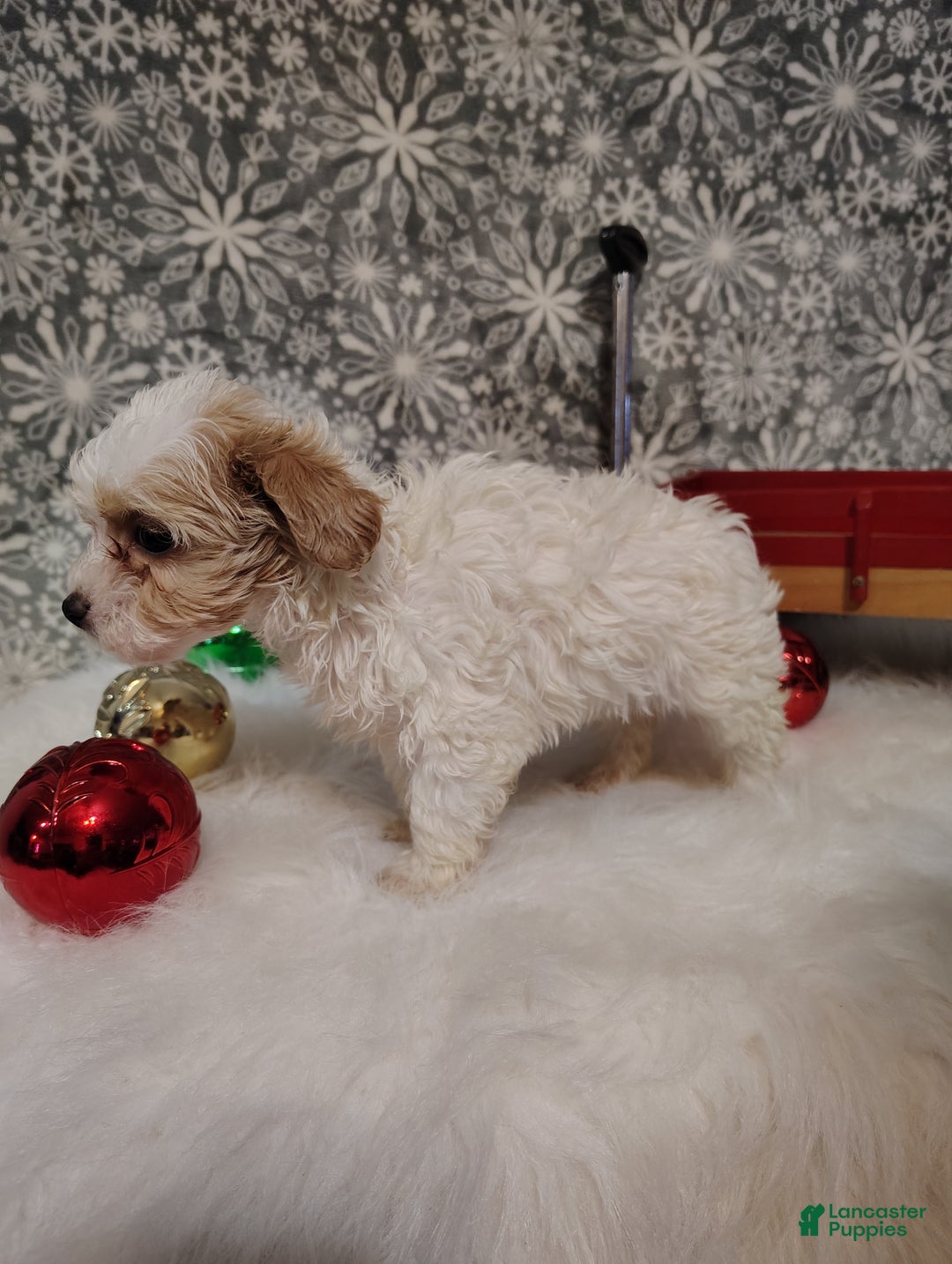 Maltipoo dogs for sale: Leo - Ad 7