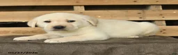 Labrador Retriever dogs for sale: Fara - Ad 3
