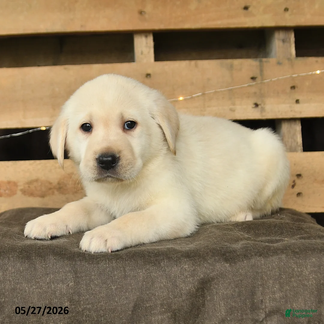 Labrador Retriever dogs for sale: Fara - Ad 3